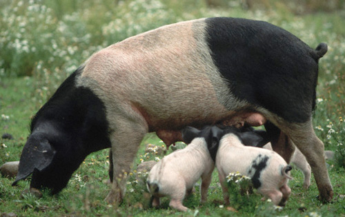 Angeln Saddleback - pig breeds | goris jishebi | ღორის ჯიშები